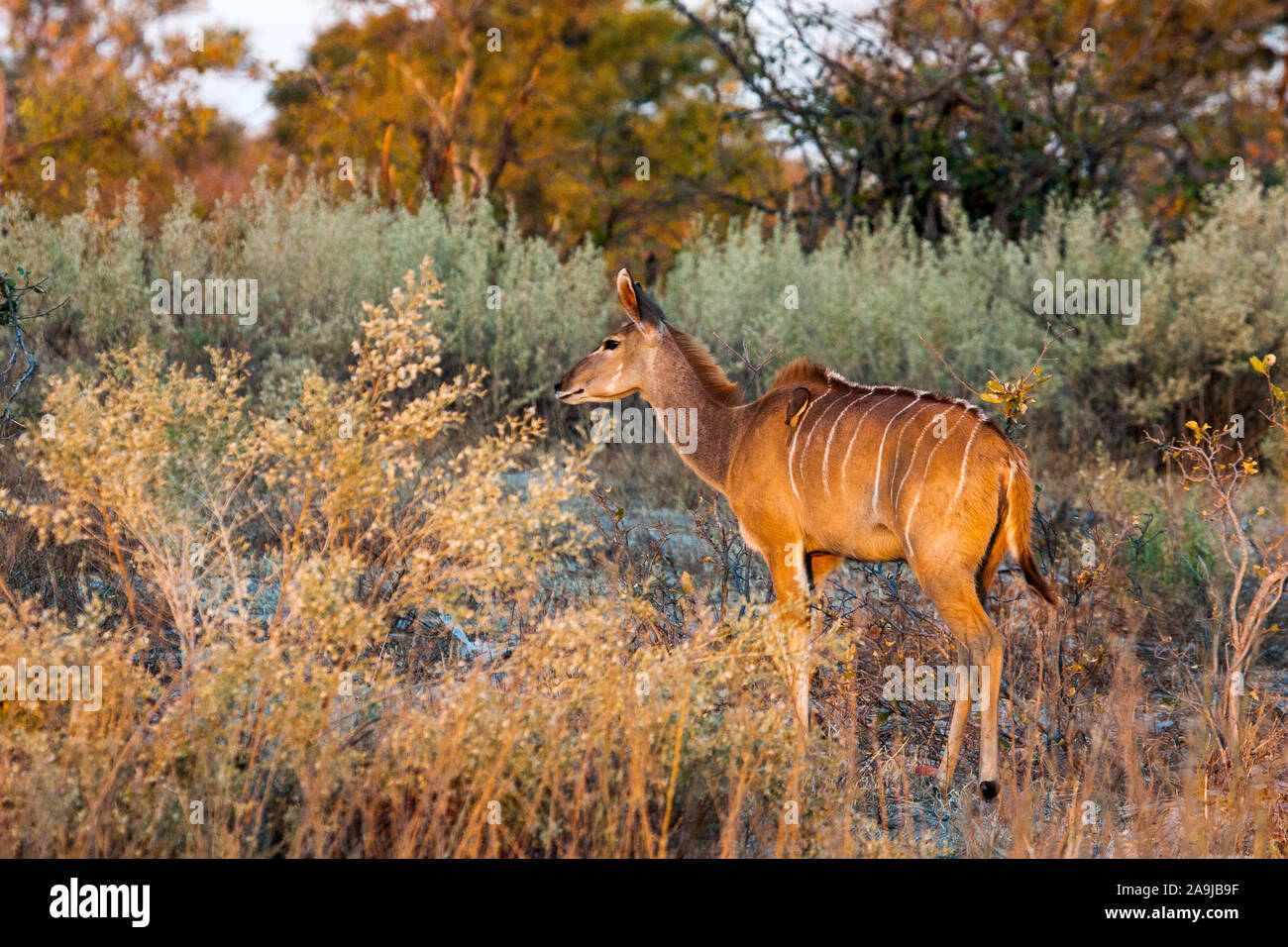 Kleiner Kudu weiblich (Ammelaphus imberbis) Stock Photo