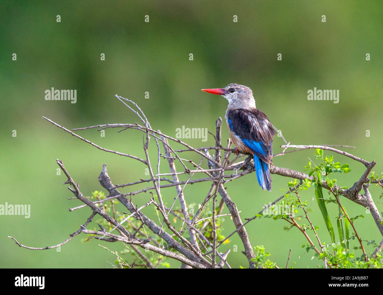 Graukopfliest (Halcyon leucocephala) Stock Photo