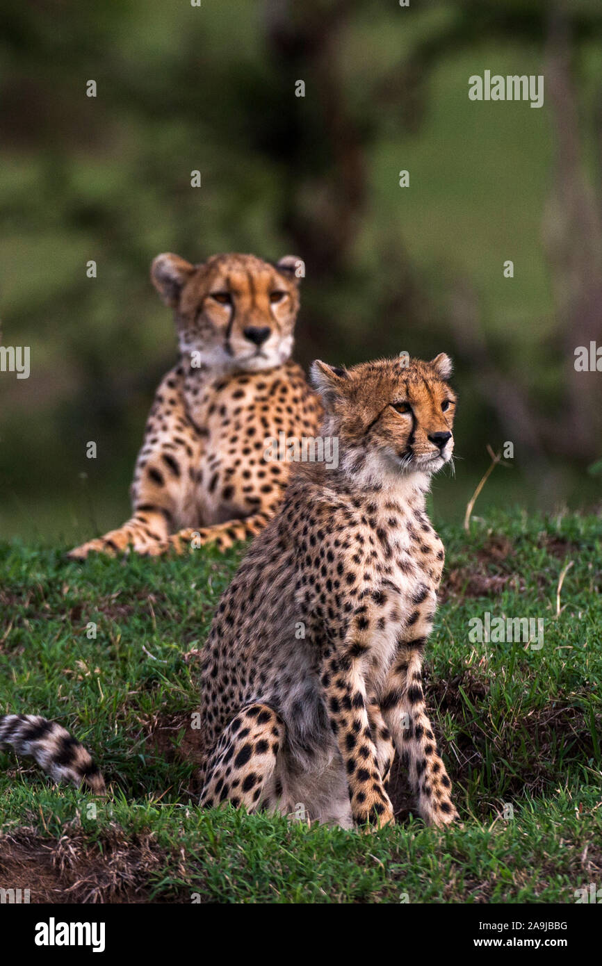 Geparden (Panthera pardus) Stock Photo