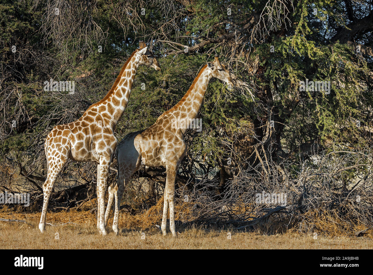 Thomicroft-Giraffen (Giraffa camelopardalis) Stock Photo