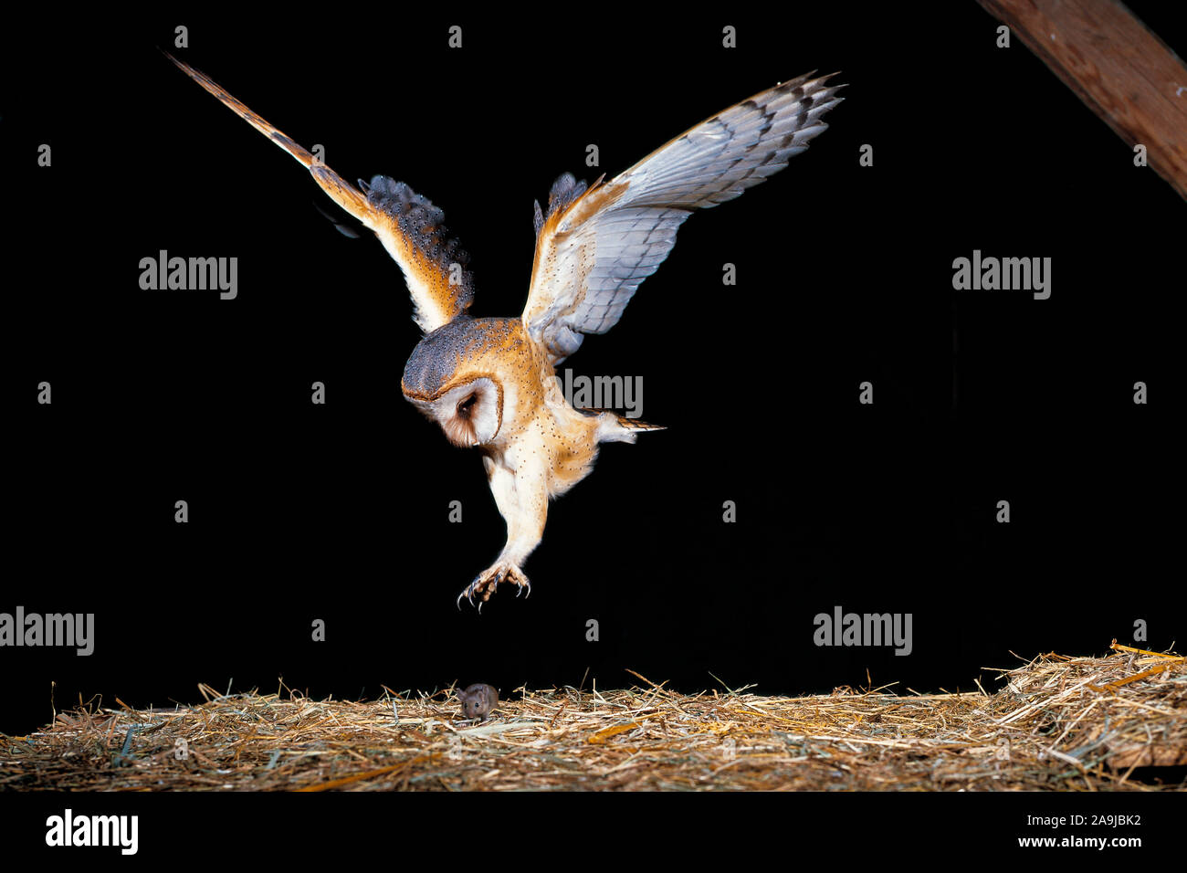 Schleiereule faengt Maus, (tyto alba) Stock Photo