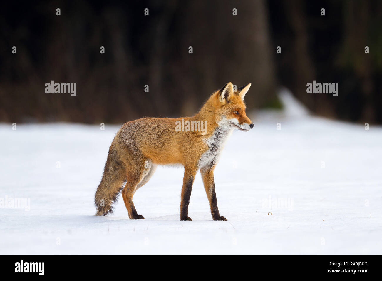 Fuchs (Vulpes vulpes) Stock Photo