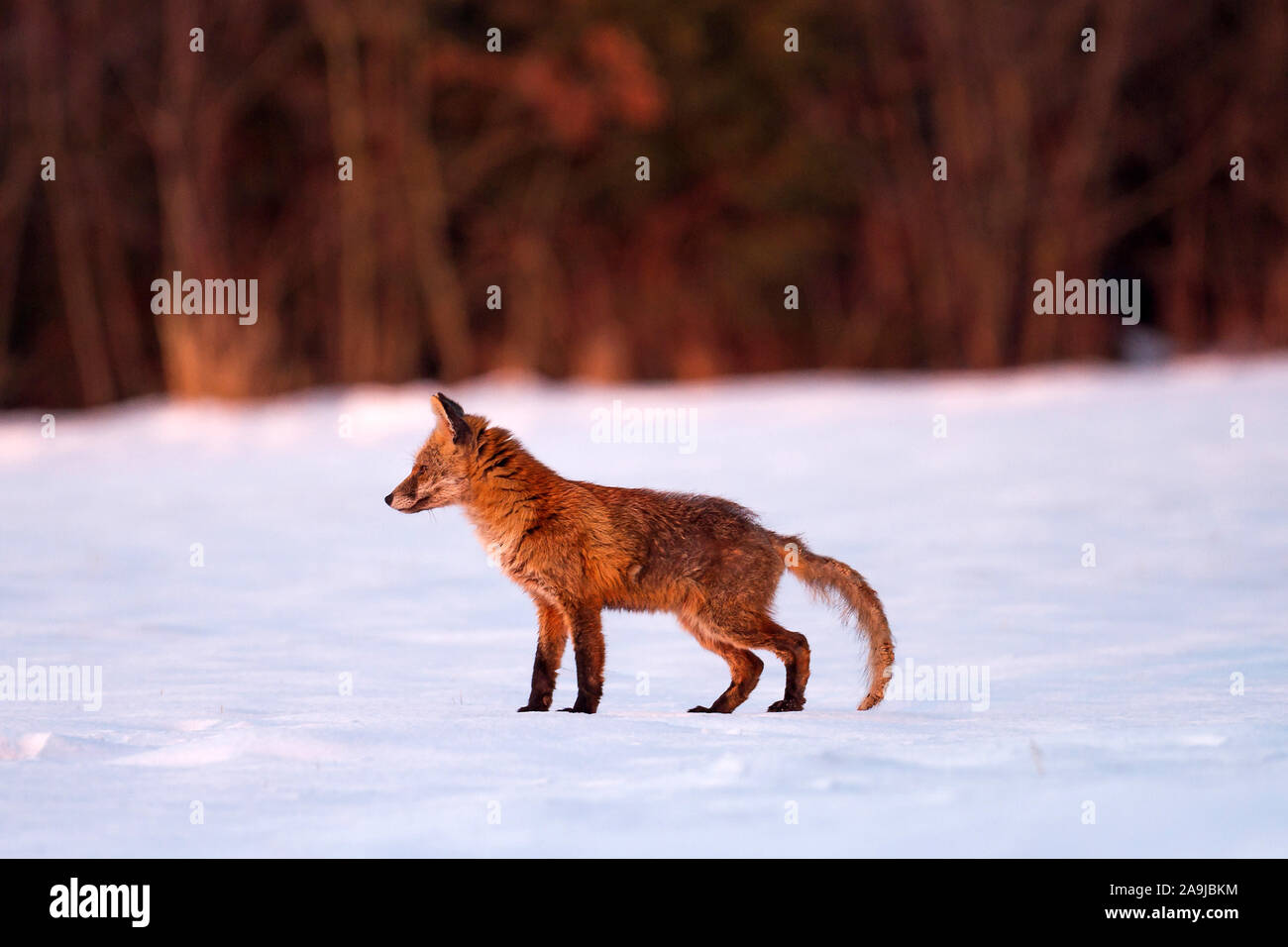 Fuchs (Vulpes vulpes) Stock Photo