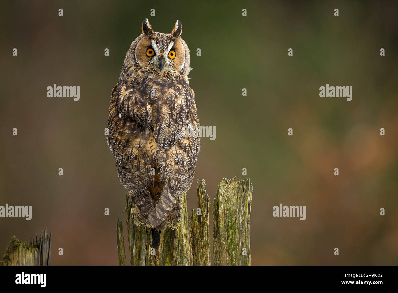 Waldohreule (Asio otus) Stock Photo