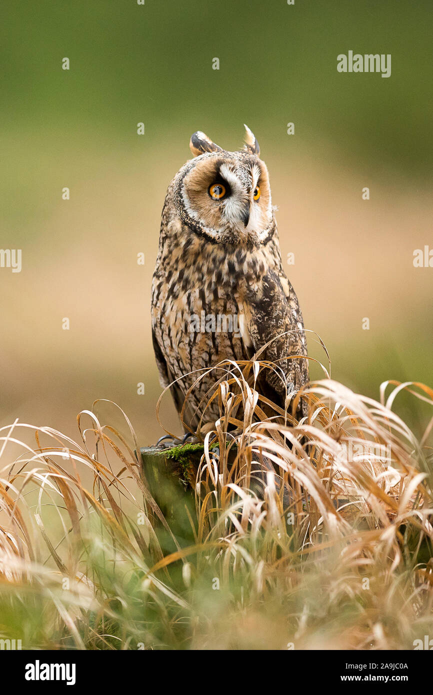 Waldohreule (Asio otus) Stock Photo