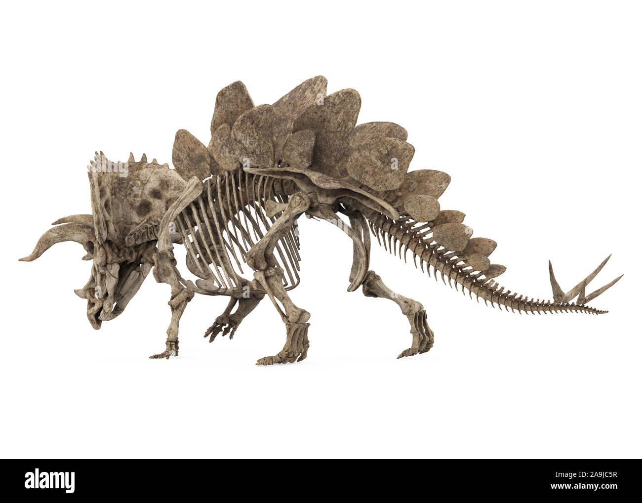 Fossil Skeleton of Dinosaur Stegoceratops Isolated Stock Photo