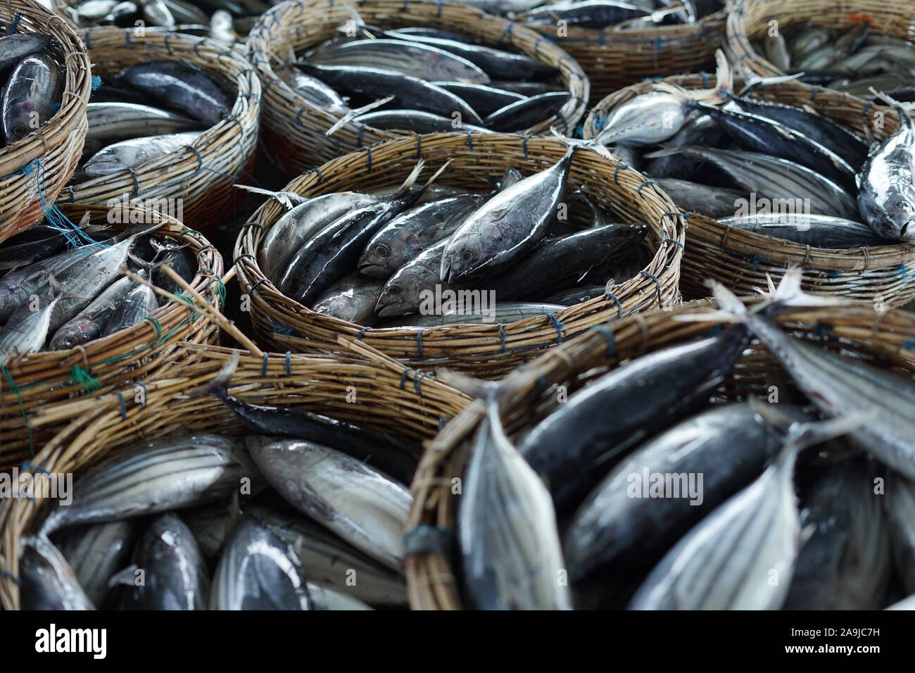 Bucket of full Fresh Tuna Fish at fish market Indonesia Stock Photo - Alamy