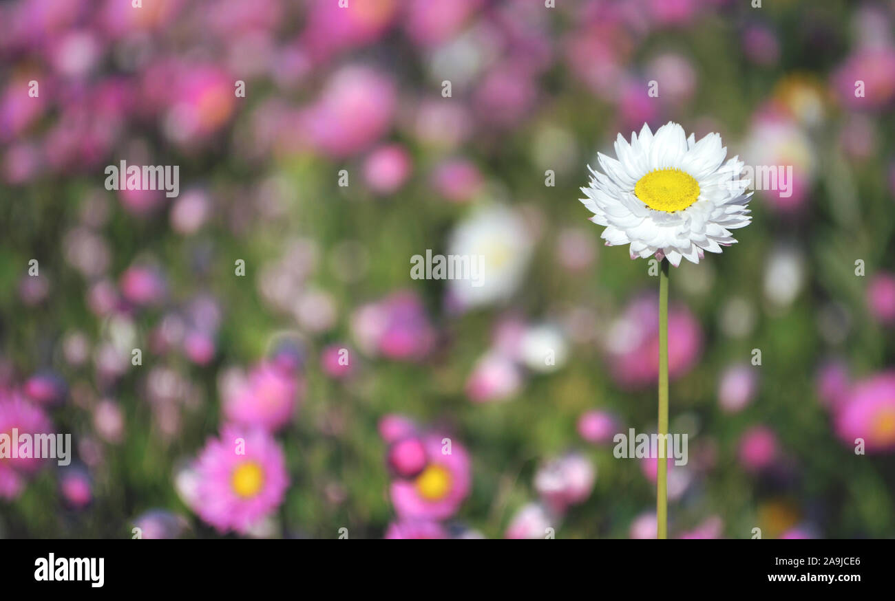 Detailed Everlasting Daisy Image for Desktop Detailed Everlasting Daisy Image for Desktop