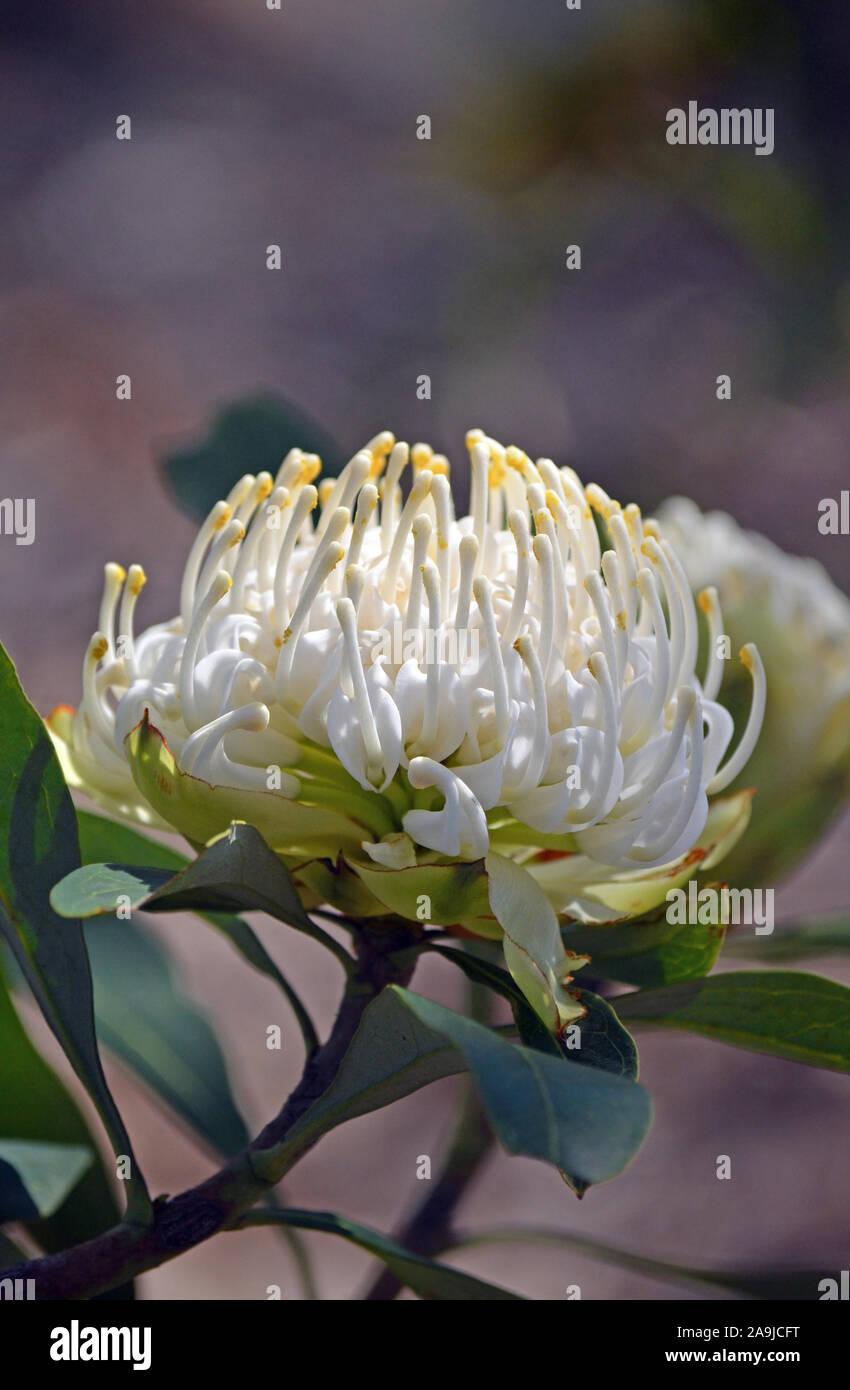 Australian native white Waratah, Telopea speciosissima, family Proteaceae. Shady Lady variety. Endemic to New South Wales. Stock Photo