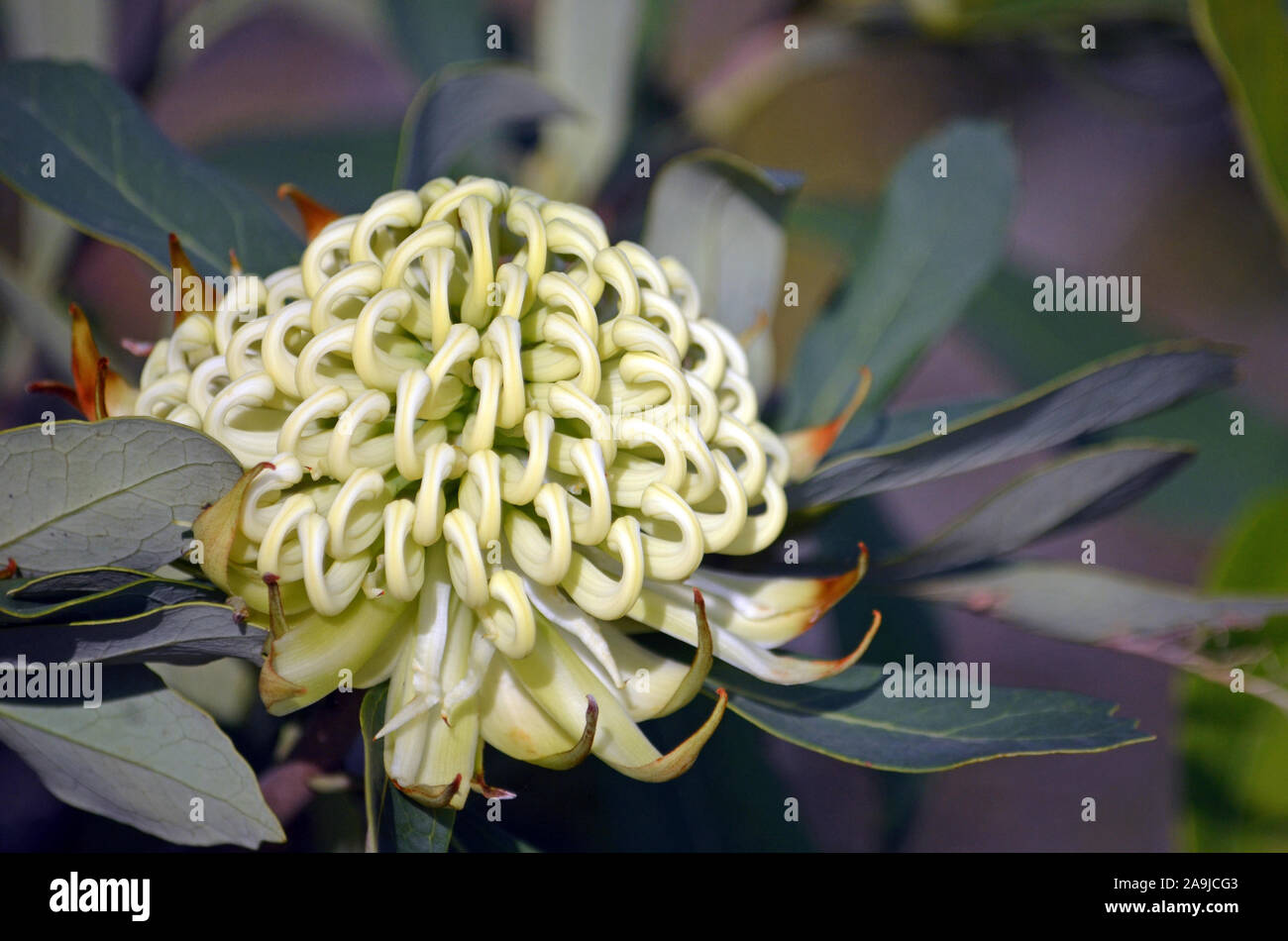 Australian native white Waratah, Telopea speciosissima, family Proteaceae. Known as the Wirrimbirra White. Endemic to New South Wales. Stock Photo