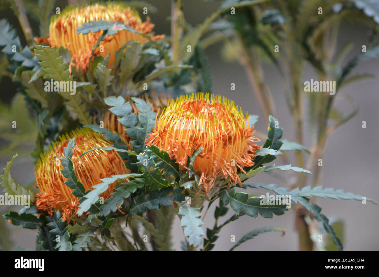 Australian native Showy Dryandra flowers, Banksia formosa, family Proteaceae. Endemic to south west Western Australia. Formerly known as Dryandra Stock Photo
