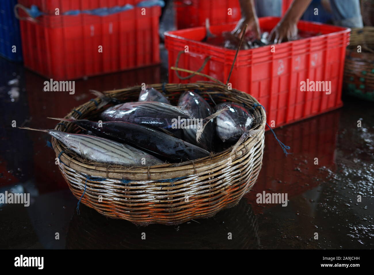Vendor selling fresh baby Tuna Fish at traditional fish market