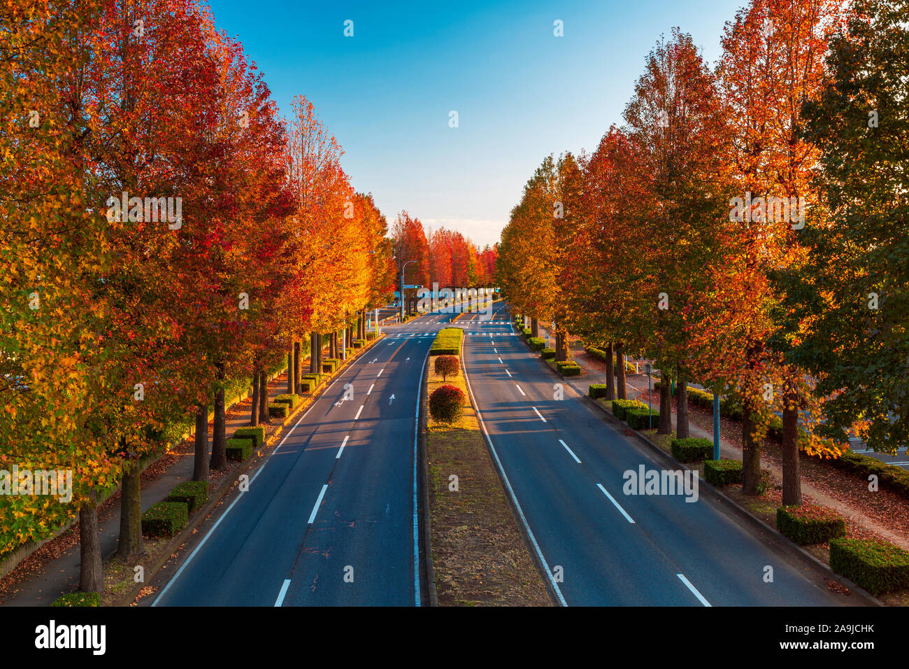 Landscape of autumn tress with a leading country road in Tsukuba, Japan Stock Photo