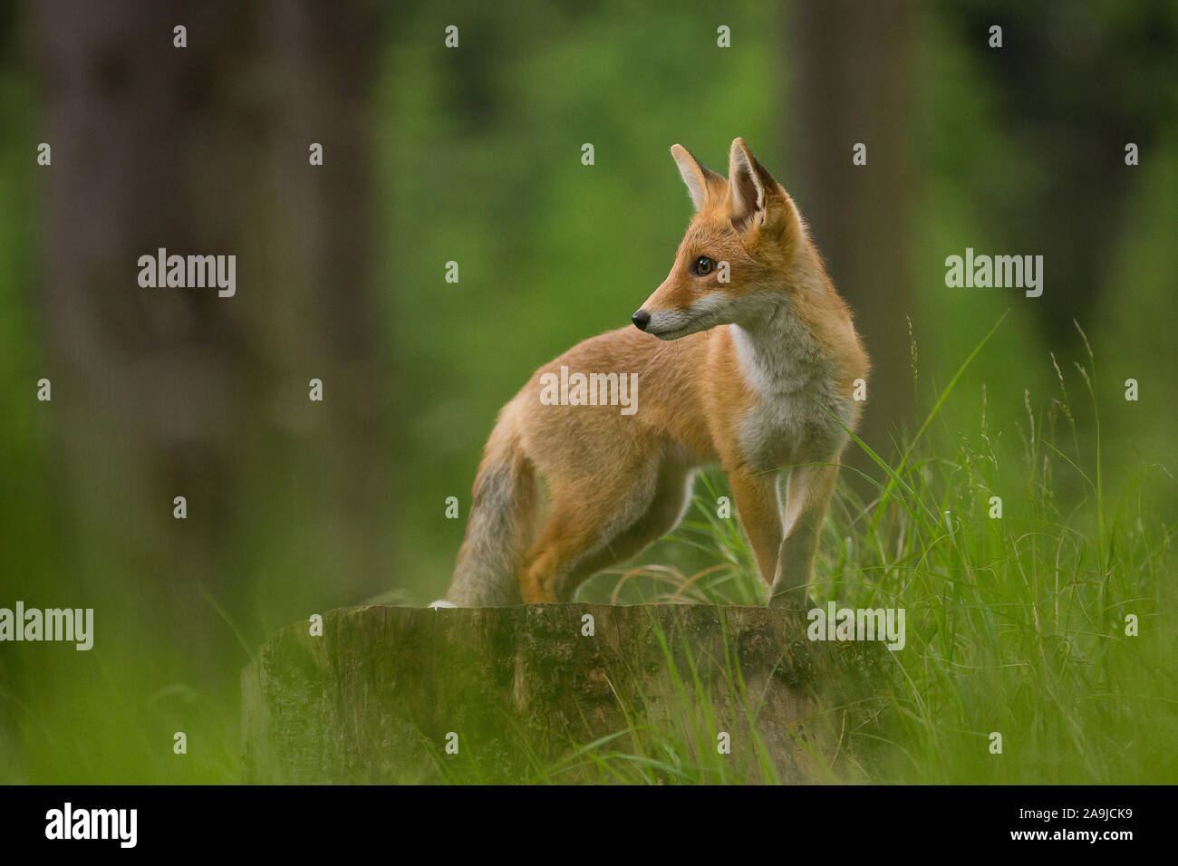 Rotfuchs (Vulpes vulpes) Stock Photo