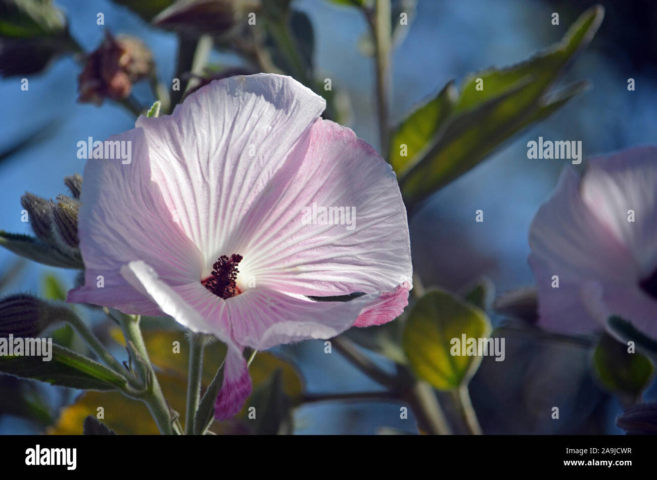 Australian native hibiscus hires stock photography and images Alamy