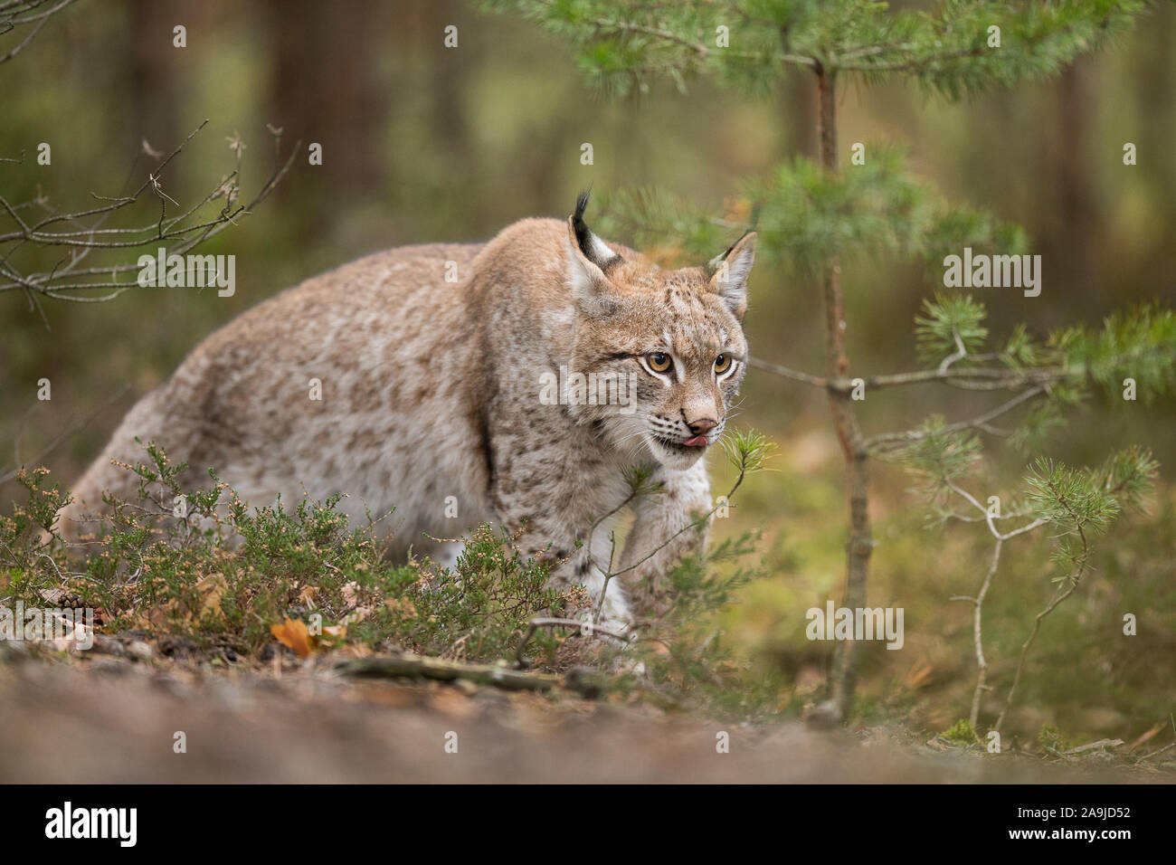 Eurasischer Luchs, (Lynx lynx), Stock Photo