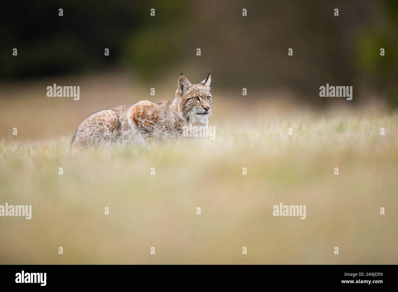 Eurasischer Luchs, (Lynx lynx), Stock Photo