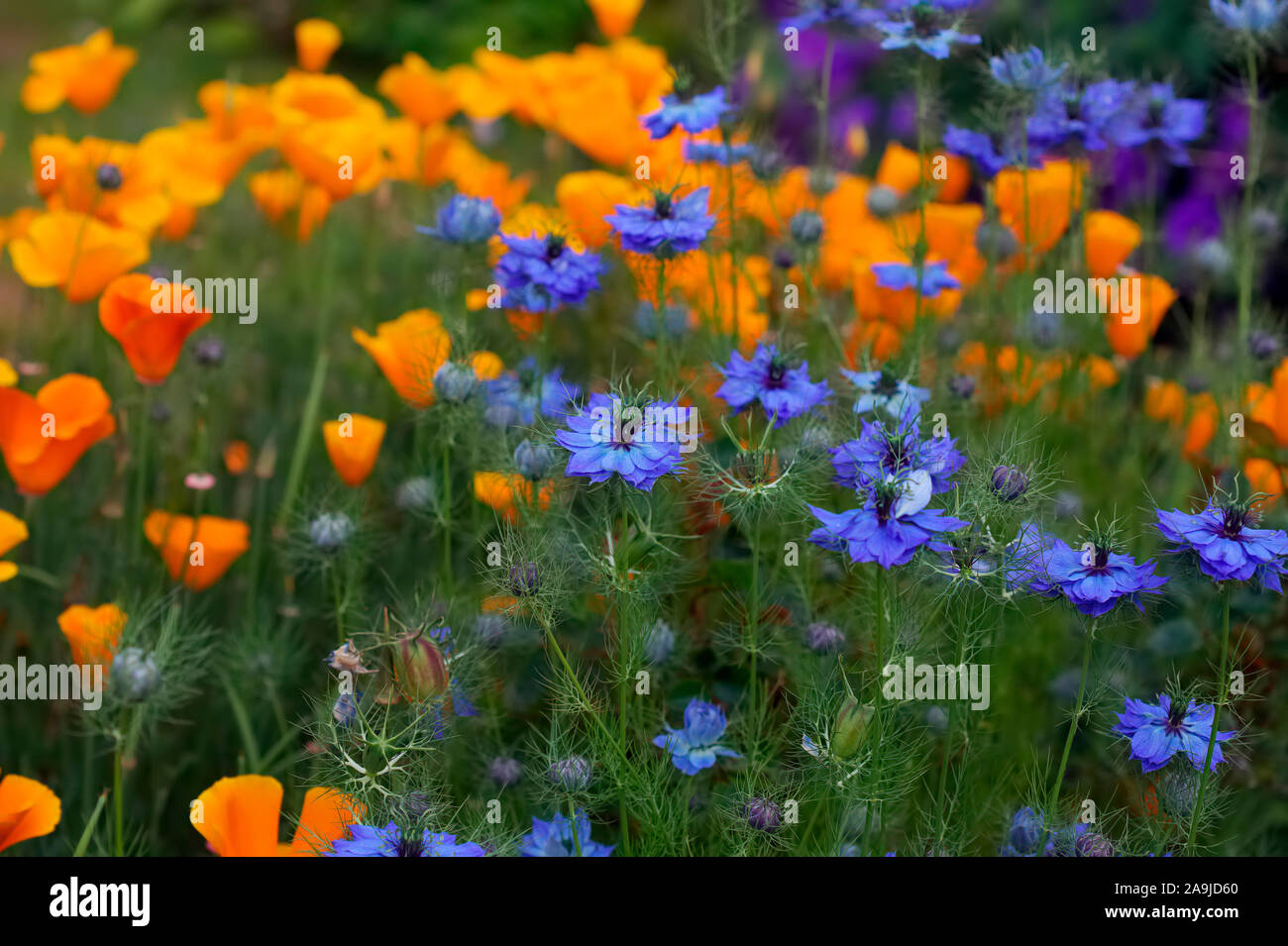 Nigella damascena - Love in the Mist - growing with Californian Poppy - Eschscholzia californica Stock Photo