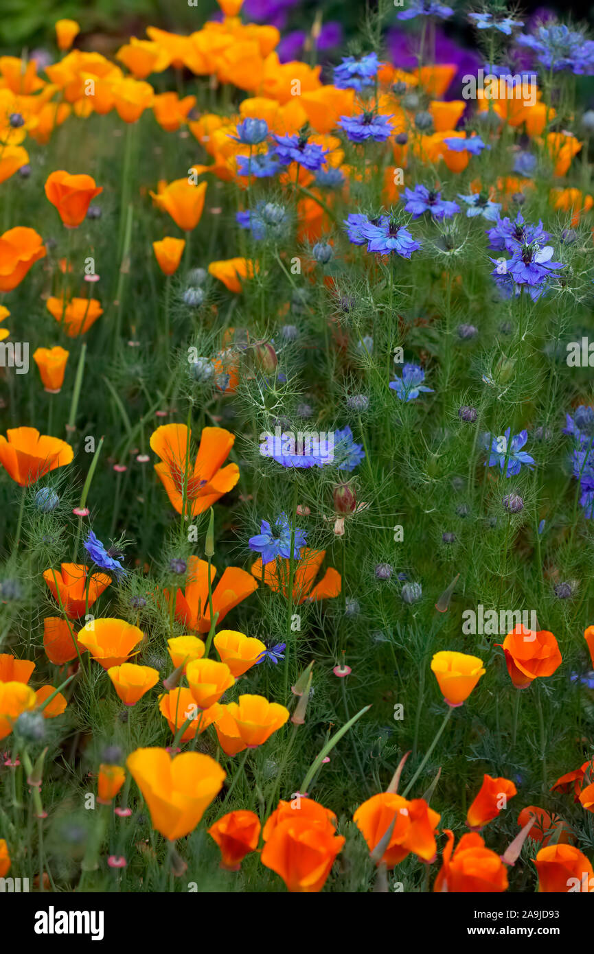 Nigella damascena - Love in the Mist - growing with Californian Poppy - Eschscholzia californica Stock Photo