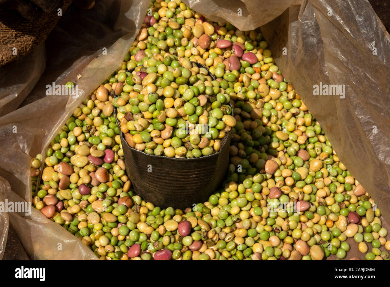 Soy Bean Soy Beans Soya Beans High Resolution Stock Photography and Images Alamy