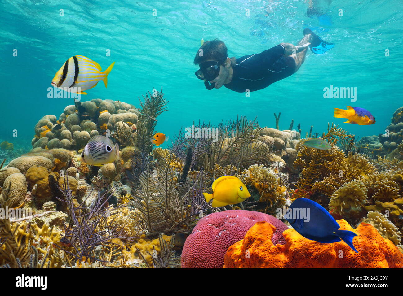 Caribbean sea colorful coral reef with tropical fish and a man snorkeling underwater Stock Photo