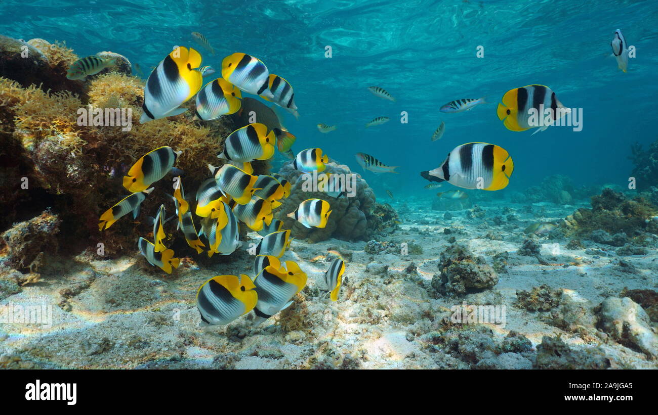 Pacific ocean, French Polynesia, shoal of colorful tropical fish (Pacific double-saddle butterflyfish) underwater in the lagoon of Bora Bora, Oceania Stock Photo
