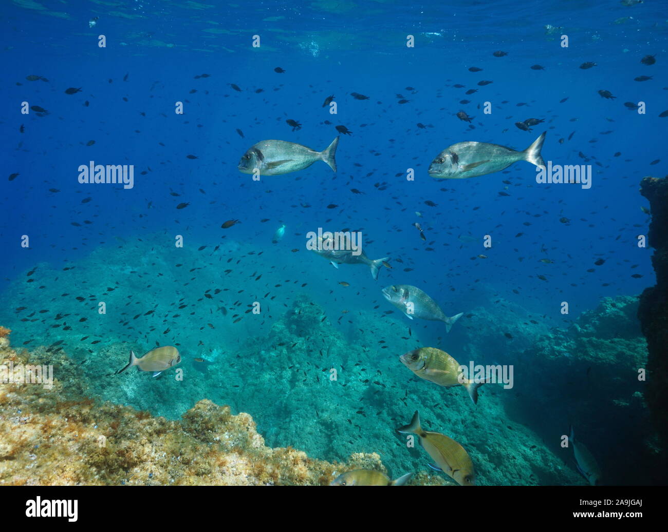 Many fish underwater in the Mediterranean sea (seabreams and damselfish), France, Occitanie Stock Photo