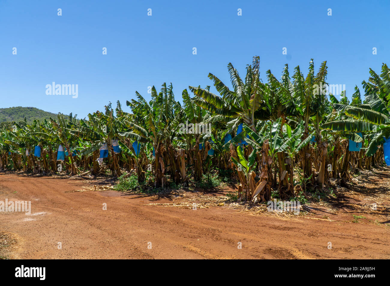 on a banana plantation in Australia, bananas are protected from Panama