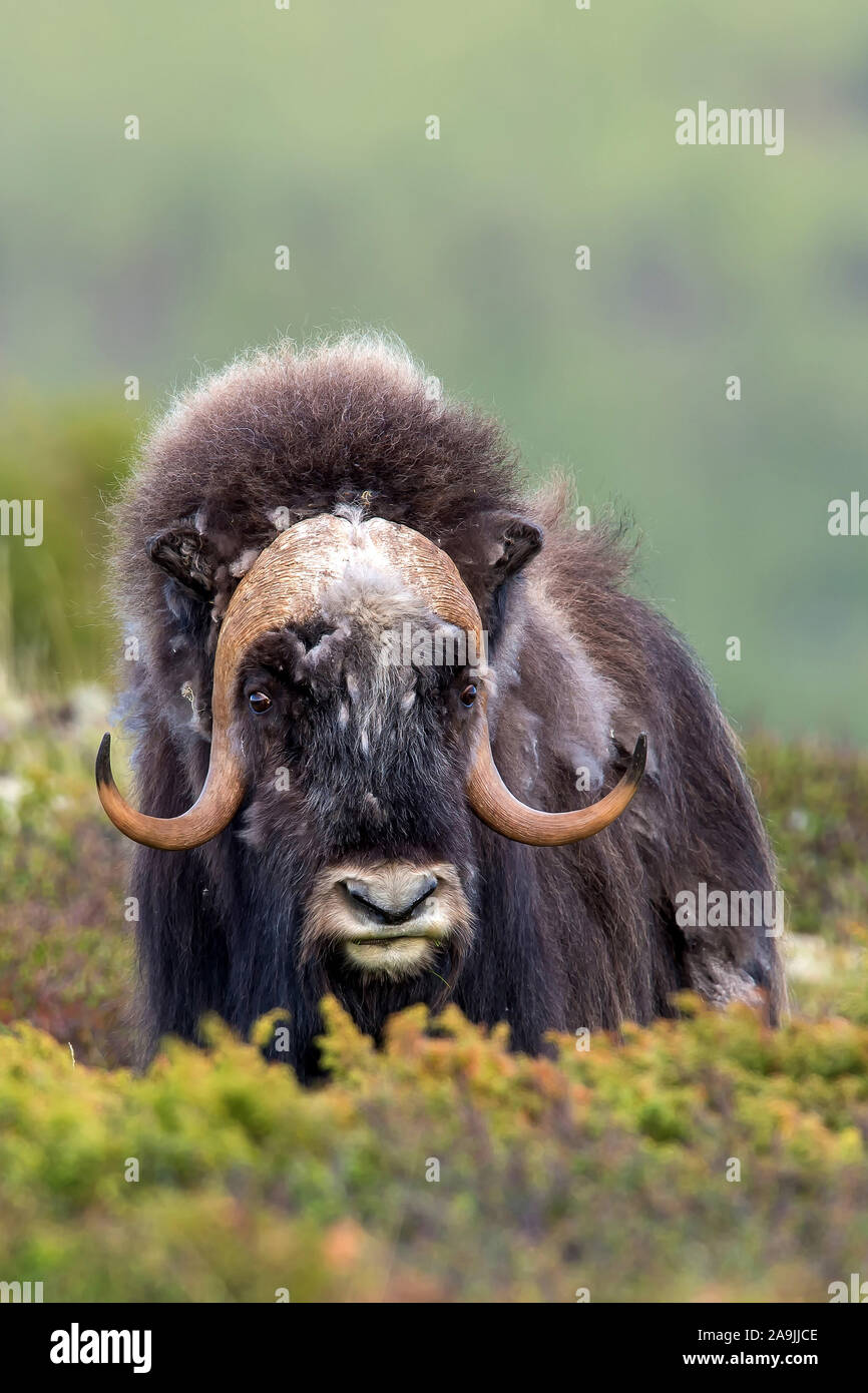 Moschusochse (Ovibos moschatus) muskox Stock Photo - Alamy