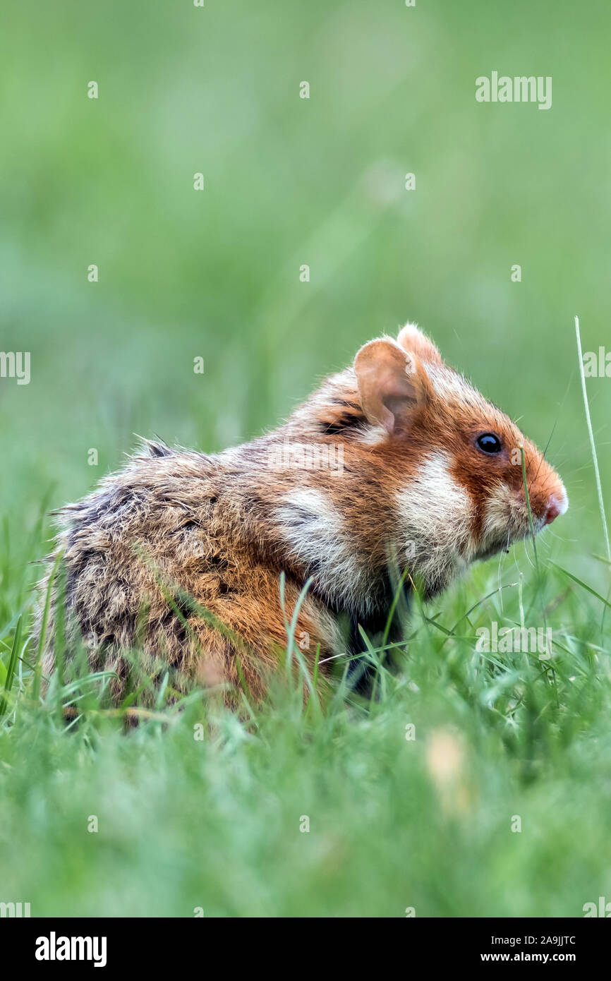 Feldhamster (Cricetus cricetus) European Hamster Stock Photo
