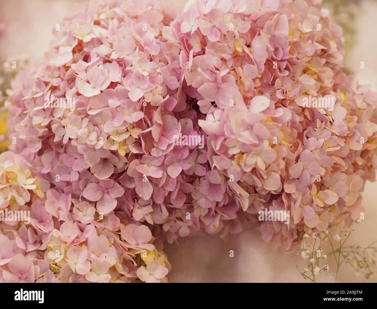 Page 3 Tropical Hydrangea High Resolution Stock Photography And Images Alamy Page 3 Tropical Hydrangea High Resolution Stock Photography And Images Alamy