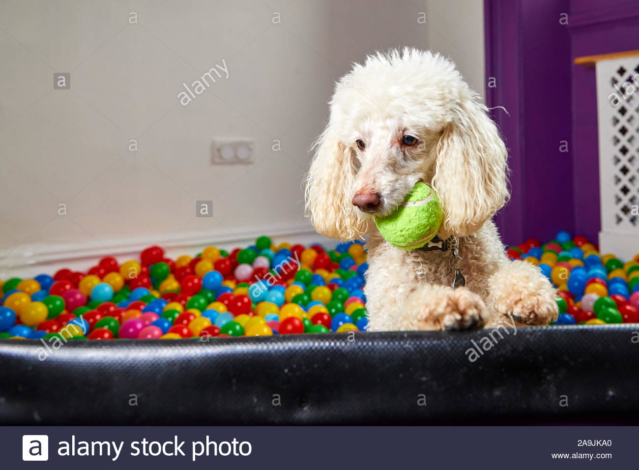 dog ball pool
