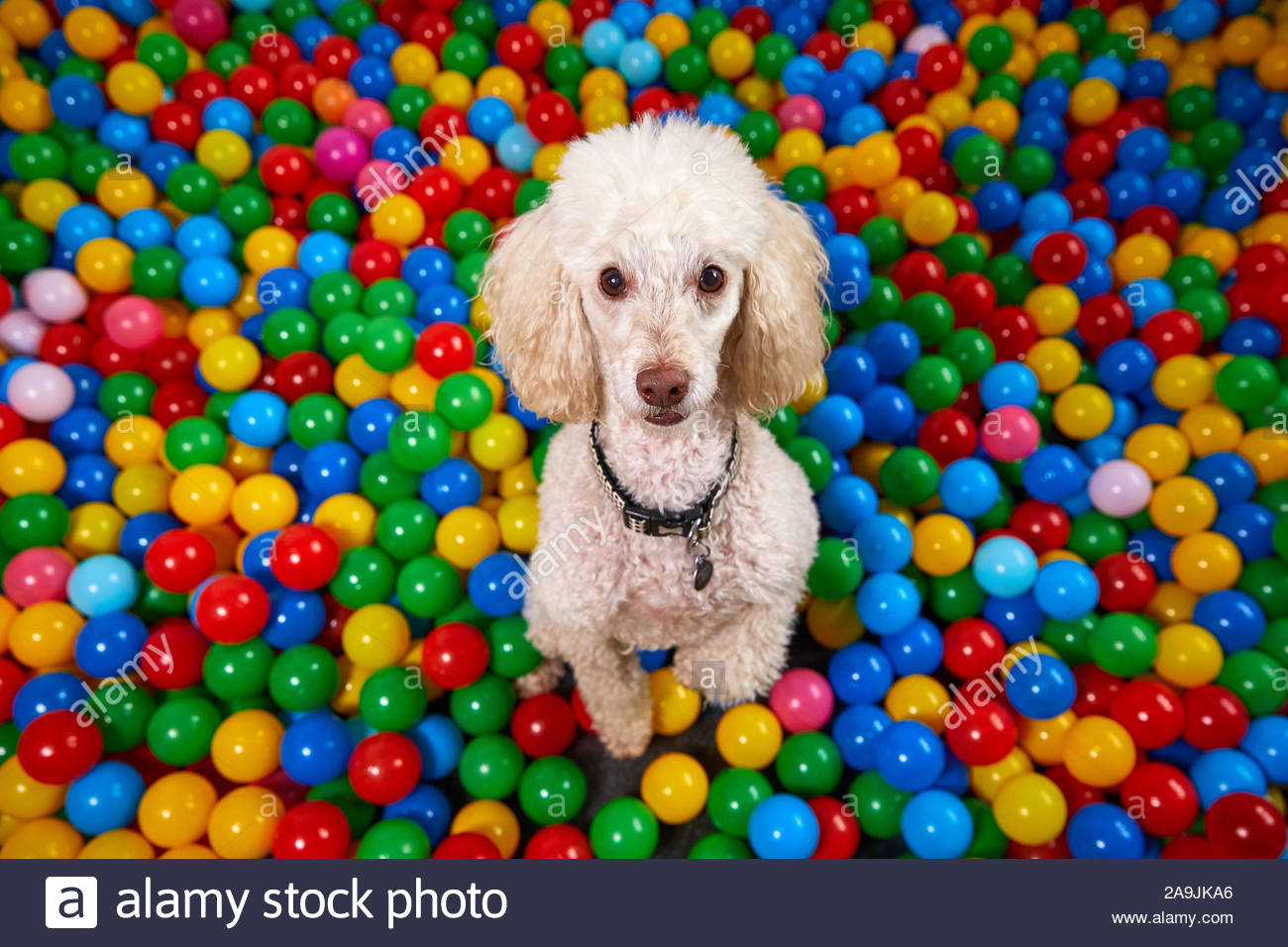 dog ball pool