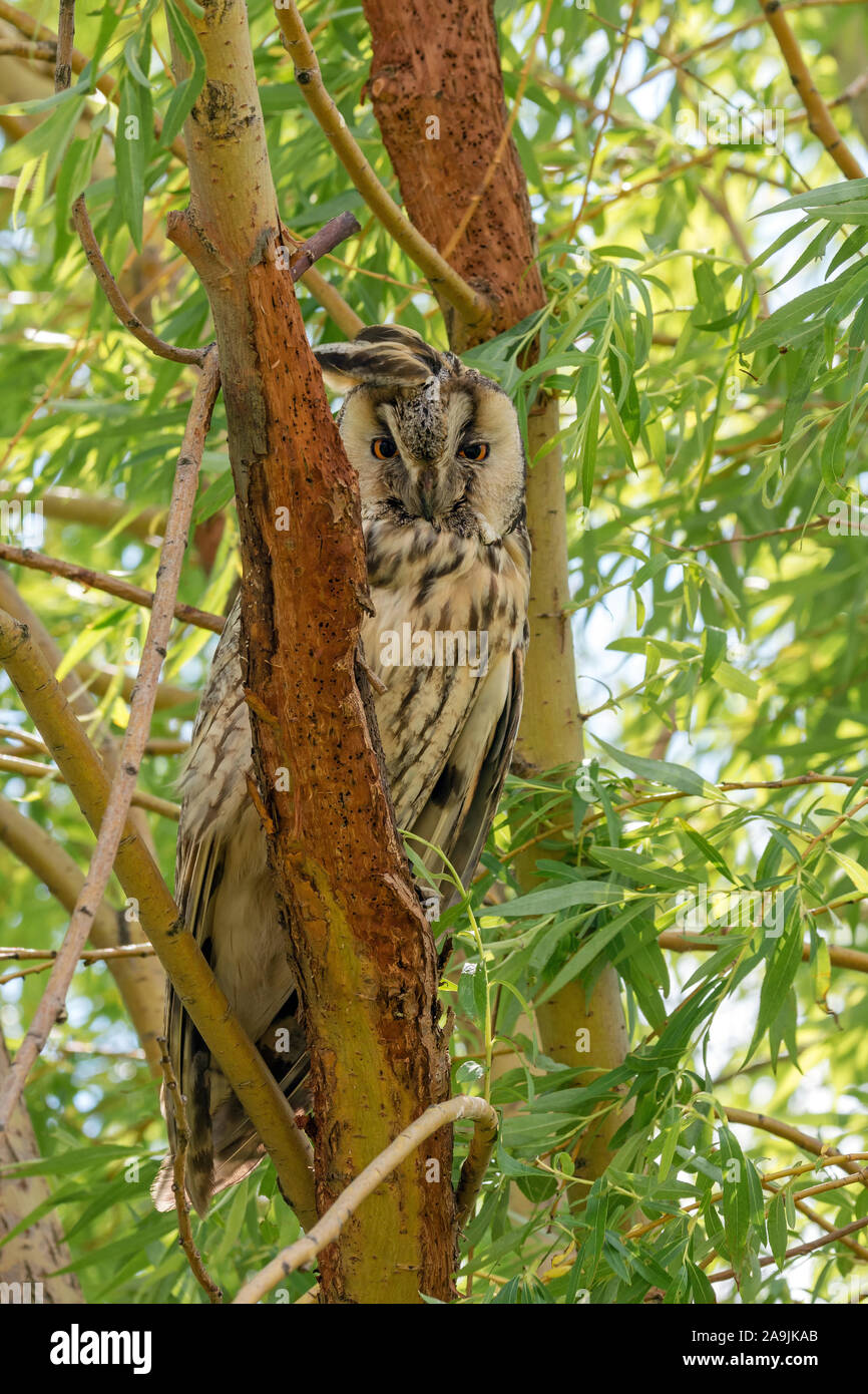Waldohreule (Asio otus) Long-eared Owl Stock Photo