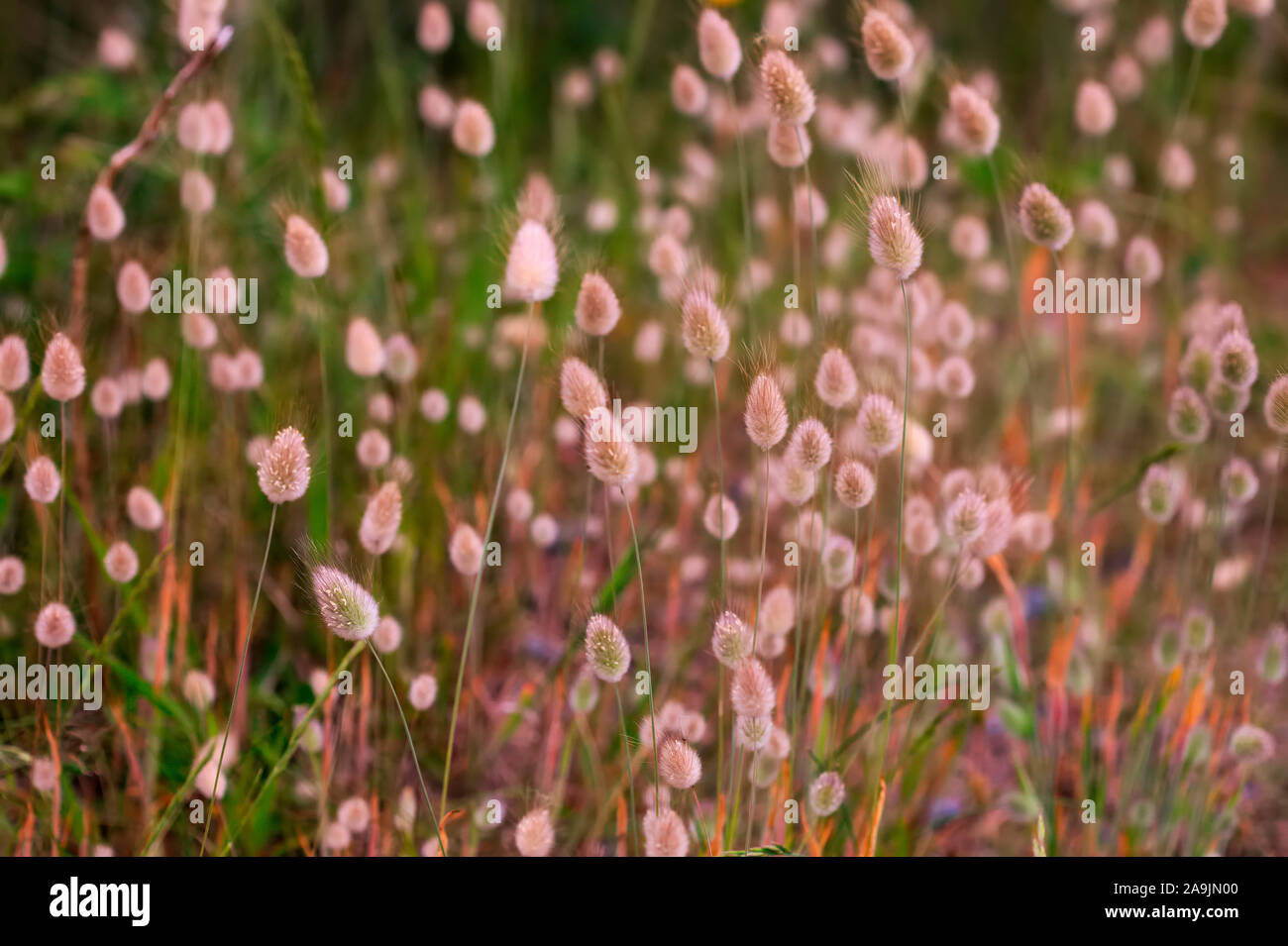 Lagurus ovatus - Hares Tail growing on coastal sand dunes, South West UK Stock Photo