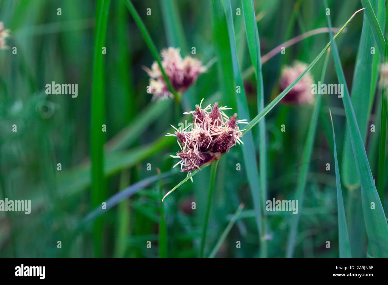 Carex sp, Dawlish Warren nature reserve Stock Photo