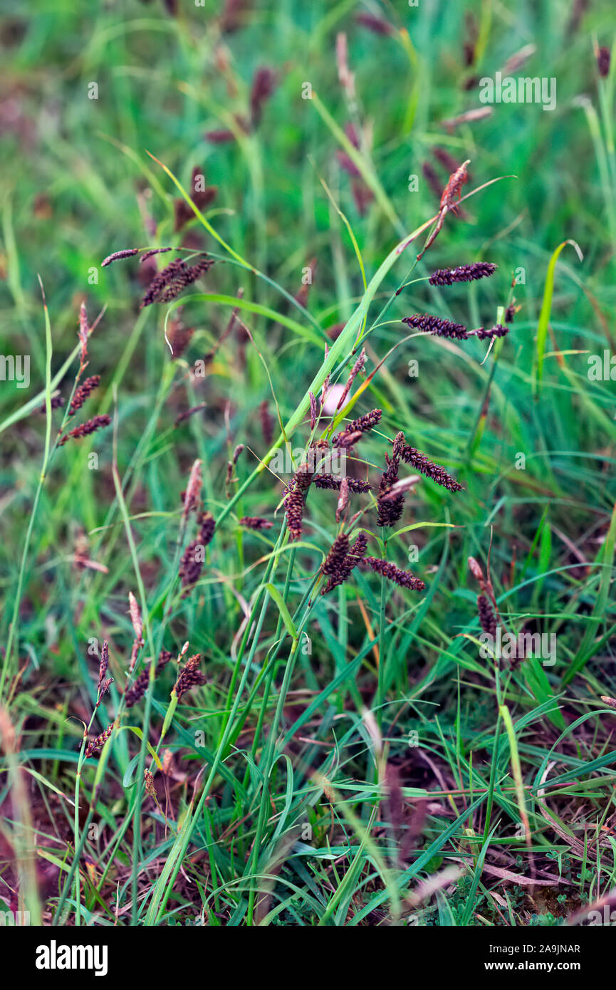 Common Sedge - Carex nigra Stock Photo