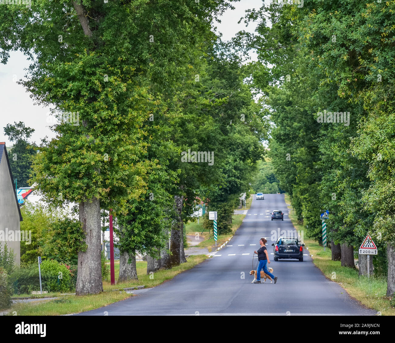 Campénéac, FRANCE - JULY 2, 2017: A woman walking her dog, crosses a road through trees and transited by cars, in the afternoon. Stock Photo