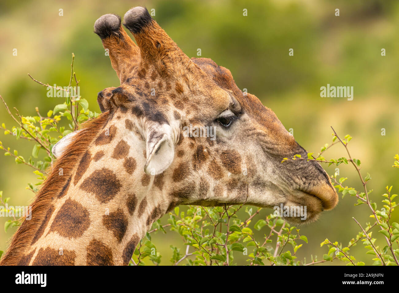 Head of a male giraffe ( Giraffa Camelopardalis), Pilanesberg National Park, South Africa. Stock Photo