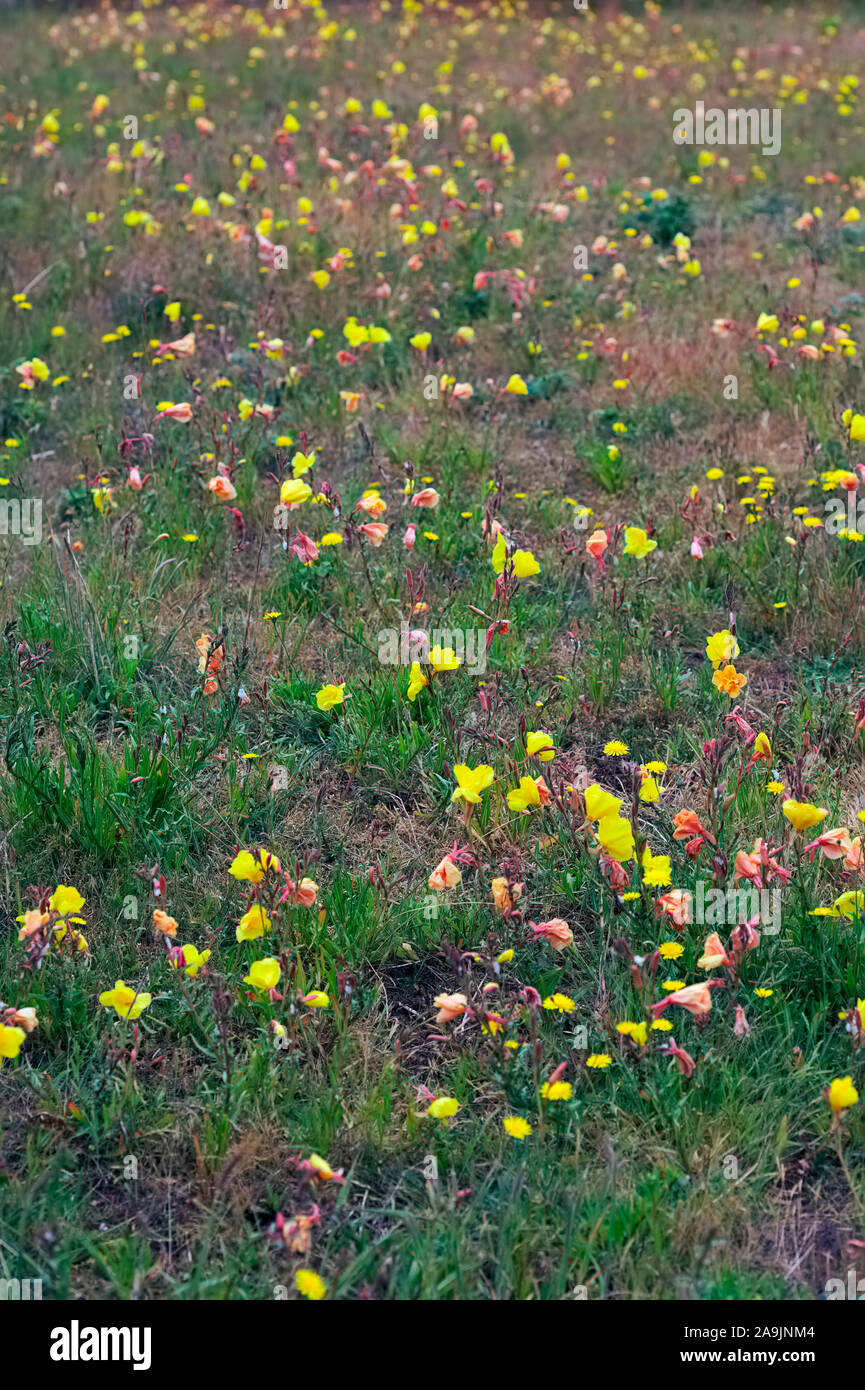 Fragrant Evening Primrose - Oenothera stricta Stock Photo