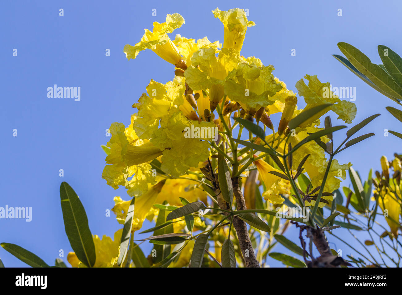 Yellow flowers of Handroanthus chrysotrichus or Golden Trumpet tree. Bali, Indonesia. With space. Stock Photo