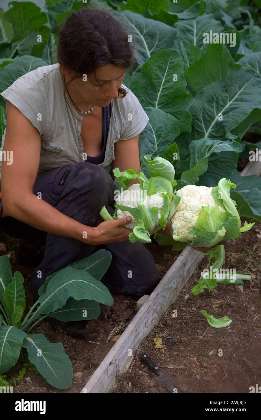 Gardener harvesting Cauliflower 'Barcelona' early June from an October sowing, behind is a February sown crop of Brassica oleracea 'Barcelona' Stock Photo