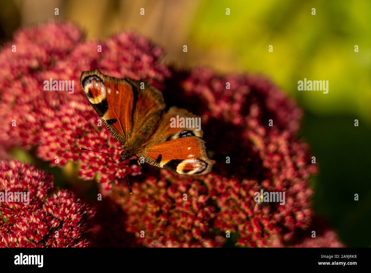 closeup of a red butterfly on red flower, rhoen, hesse, germany Stock Photo