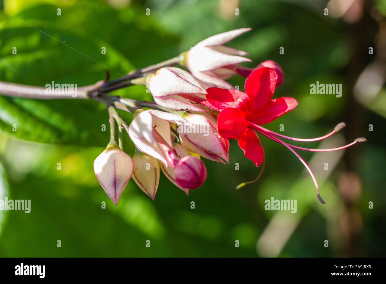 Blooming Clerodendrum thomsoniae or Bleeding heart, flowering ornamental vine. Bali, Indonesia. Stock Photo