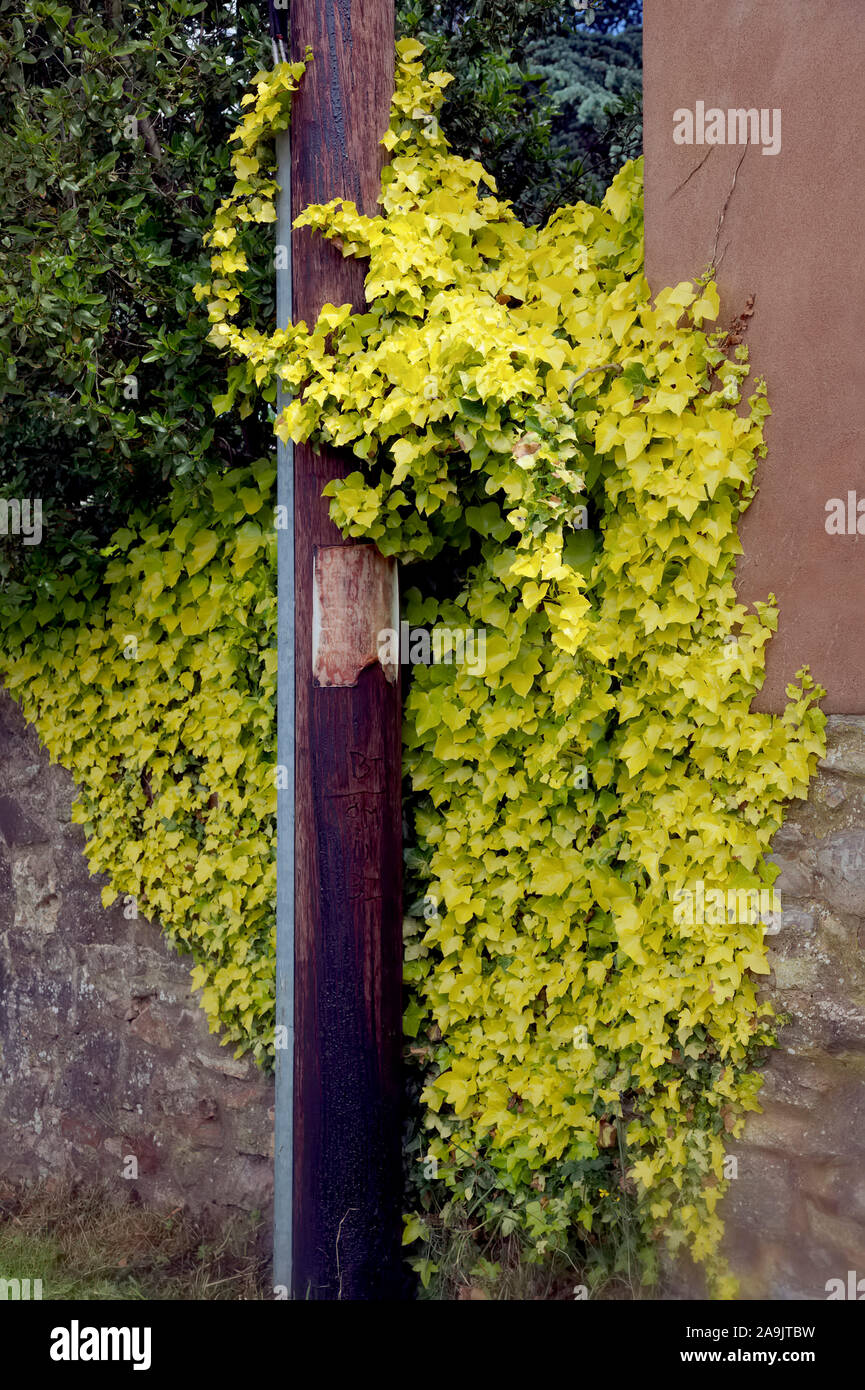 Hedera helix 'Buttercup' Stock Photo