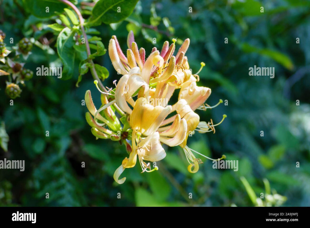 Wald geissblatt hires stock photography and images Alamy