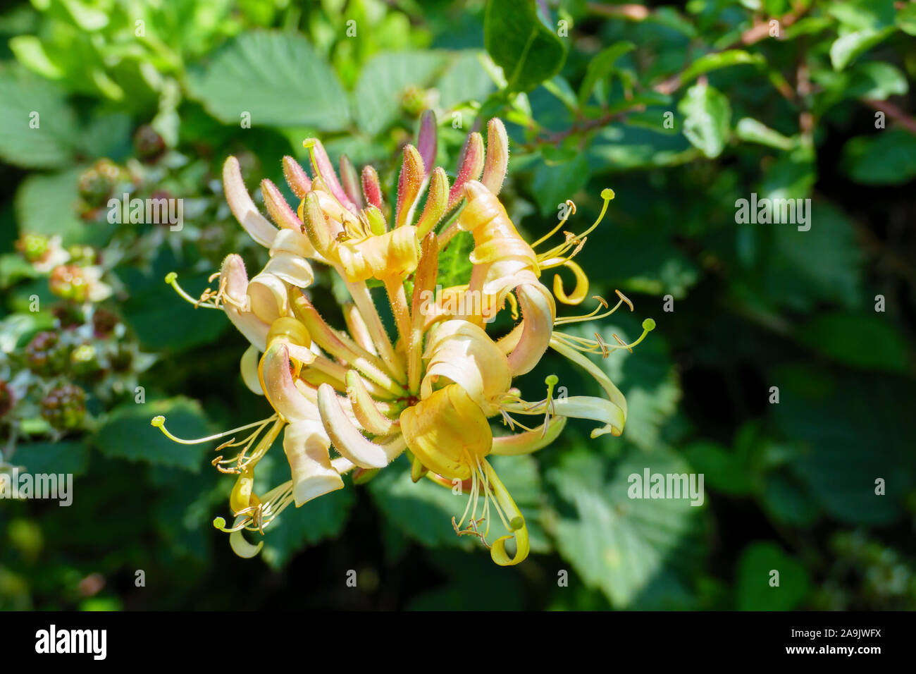 Wald geissblatt hires stock photography and images Alamy