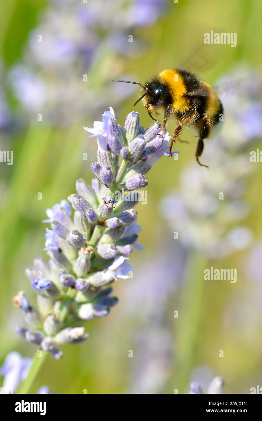 Macro bumblebee (Bombus terrestris) flying over a blue lavender flower Stock Photo