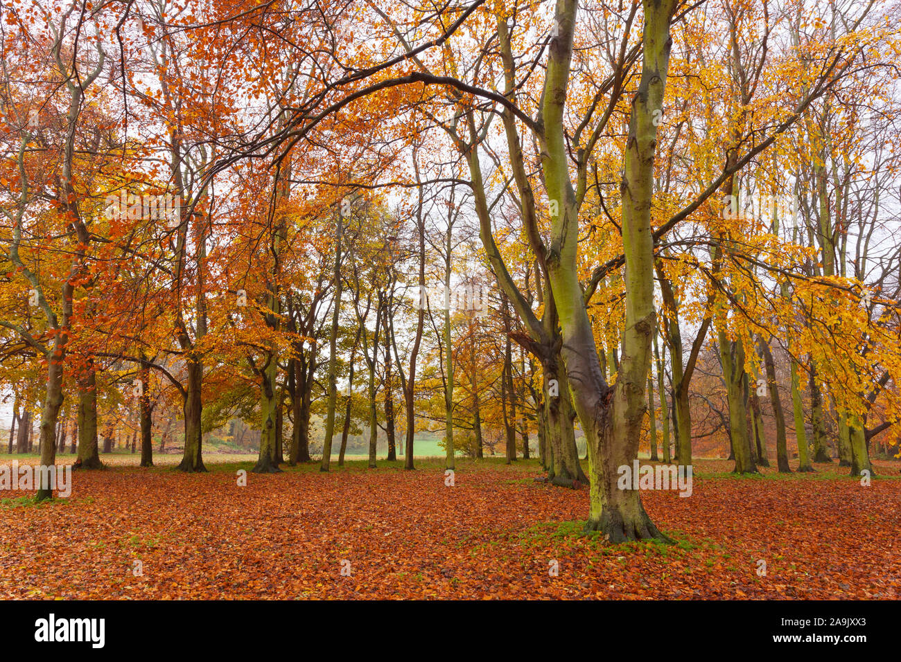 Barton-upon-Humber, North Lincolnshire, UK. 16th November 2019. UK Weather: Beech trees in Baysgarth Park on a dull Autumn morning in November. Credit: LEE BEEL/Alamy Live News. Stock Photo