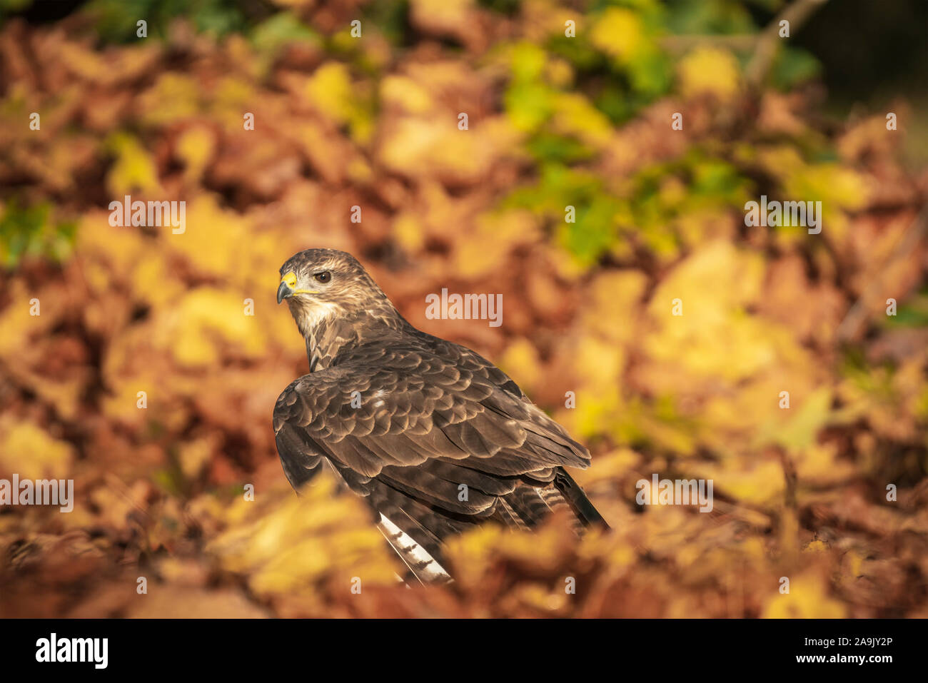 Common Buzzard ,Buteo buteo, among colourful autumn leaves. Stock Photo
